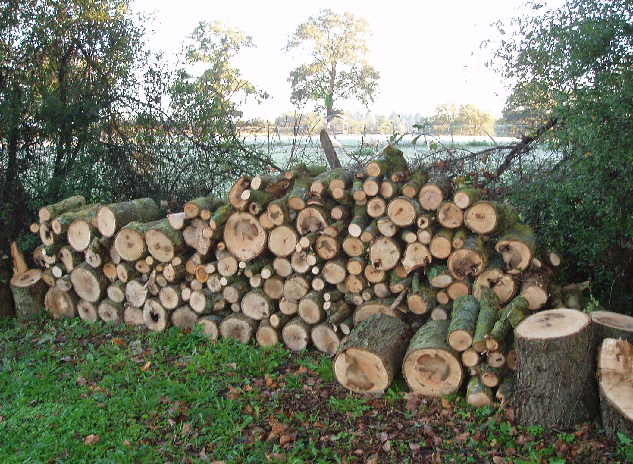 Image of Log pile from the fallen Ash tree